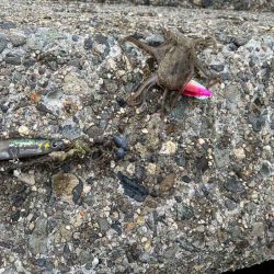 ショアジギ撃沈後にイイダコ釣りの調査