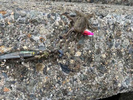 ショアジギ撃沈後にイイダコ釣りの調査