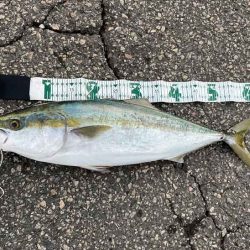 メジロゲットで姫路ショアジギング開幕！