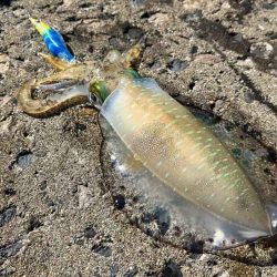 秋アオリエギング｜朝マヅメラッシュは無し！日中はボチボチ！