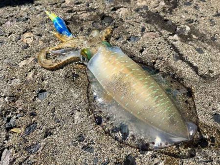 秋アオリエギング｜朝マヅメラッシュは無し！…