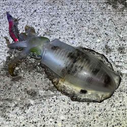 デイエギングはポツポツ｜ナイトエギング激渋！