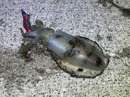 デイエギングはポツポツ｜ナイトエギング激渋！