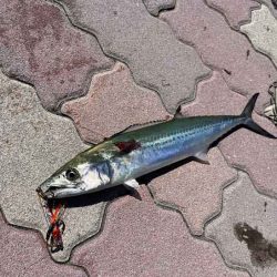 真昼間にお手軽サゴシング♪