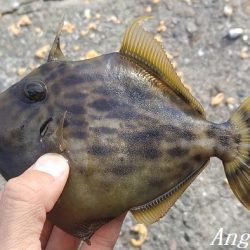 姫路のカワハギ、激シブ。