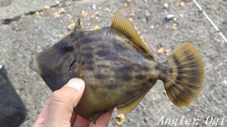 姫路のカワハギ、激シブ。