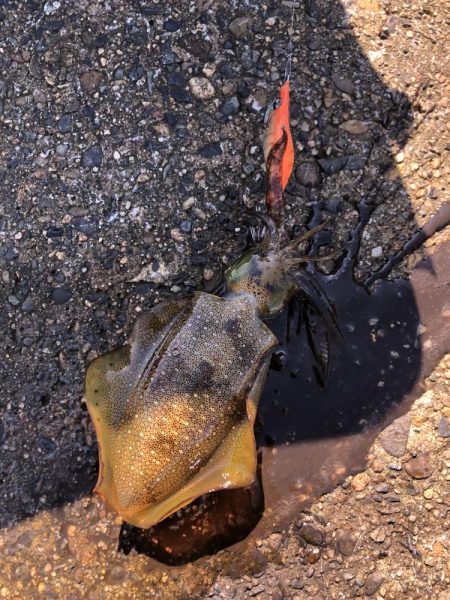 朝マヅメエギング