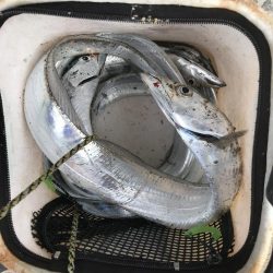 朝マズメの太刀魚爆釣