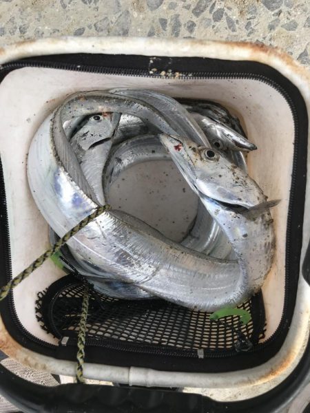 朝マズメの太刀魚爆釣