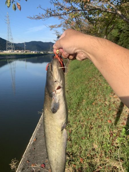 夕方から近くの川へ