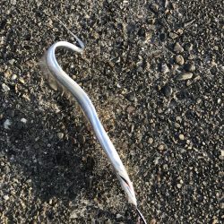 やっと太刀魚が来た