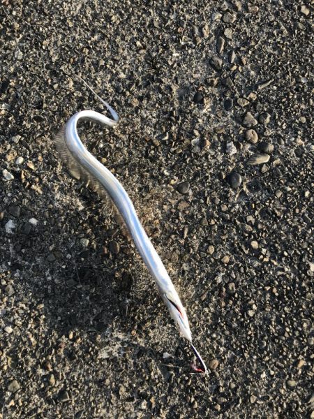 やっと太刀魚が来た