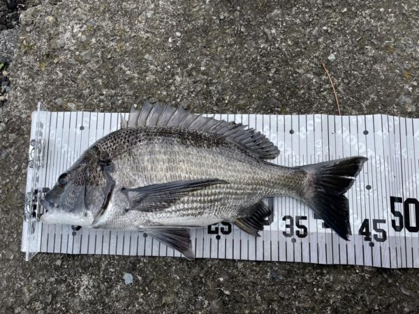 イチノ兄弟、釣果!