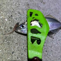 無限豆アジング｜豆アジの釣り方