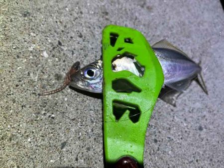 無限豆アジング｜豆アジの釣り方