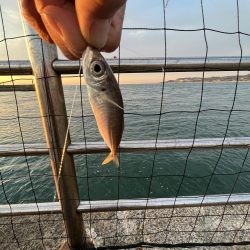 アジさん久しぶり