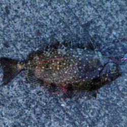 サバの猛攻にあいながら