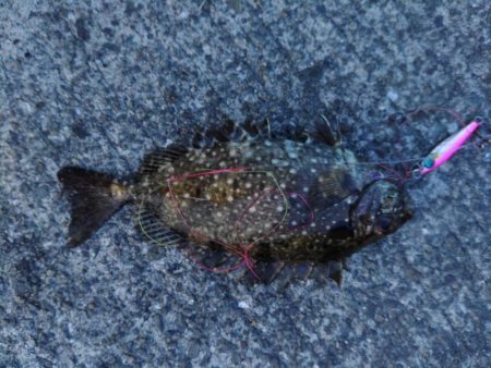 サバの猛攻にあいながら