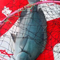 和歌山市江(吉丸渡船)で磯フカセ