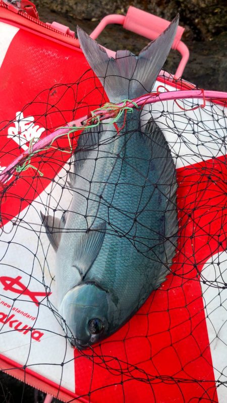 和歌山市江（吉丸渡船）で磯フカセ