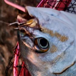 和歌山市江(吉丸渡船)で磯フカセ