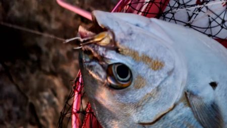 和歌山市江(吉丸渡船)で磯フカセ