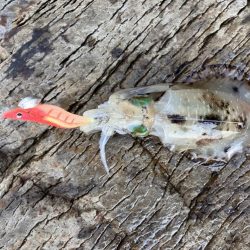 ヒラマサ狙いでしたが