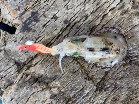 ヒラマサ狙いでしたが