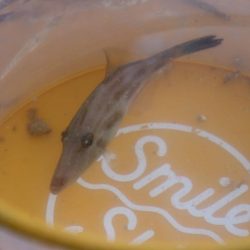 カワハギ釣れたよ！