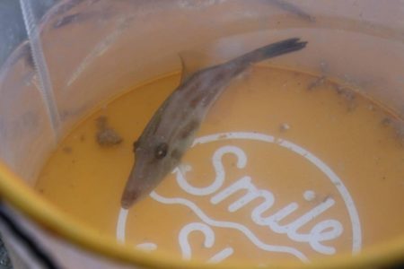 カワハギ釣れたよ！