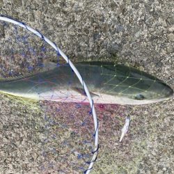 まさかのメジロ！