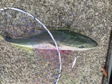 まさかのメジロ！