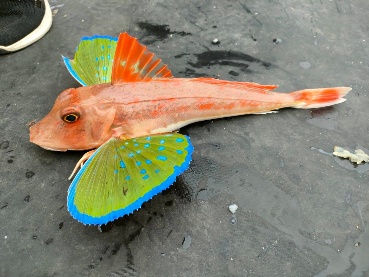 マダイテンヤで鯛とホウボウ