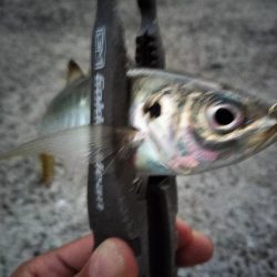 カマスのボイルが…