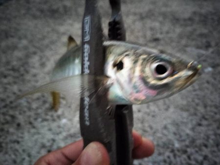 カマスのボイルが…