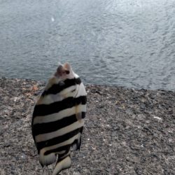 胴付き仕掛けで五目釣り