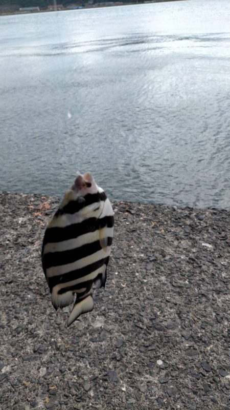 胴付き仕掛けで五目釣り