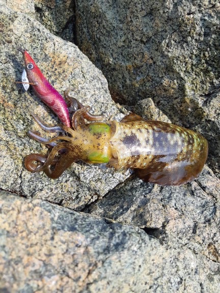 イカの気持ち６