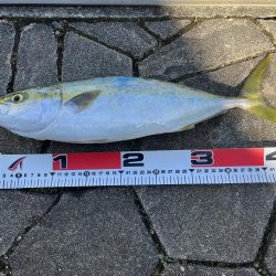 渋いながらも…