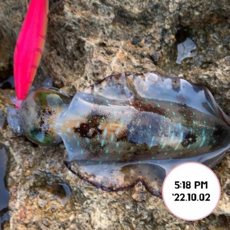 エギング夕まづめ