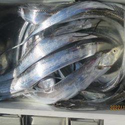 太刀魚が入れ食いでした(^^♪