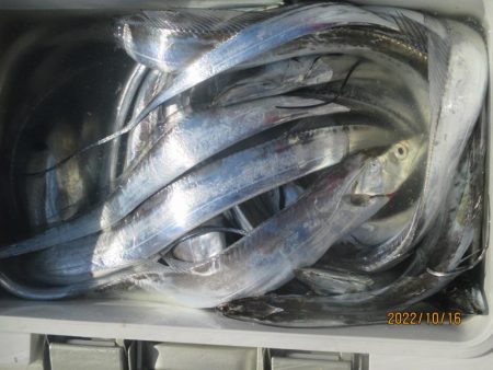 太刀魚が入れ食いでした(^^♪