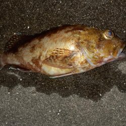 杉田緑地公園での夜釣り