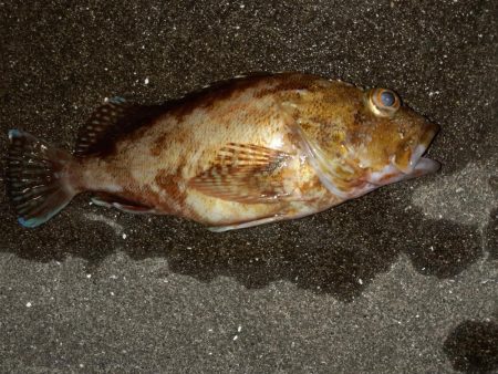 杉田緑地公園での夜釣り
