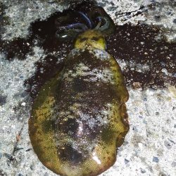 アオリイカ釣り