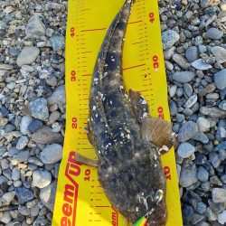 久しぶりのマゴチ(^-^)