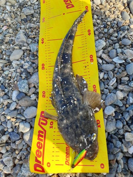 久しぶりのマゴチ(^-^)