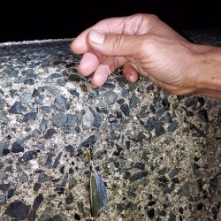 アオリイカ釣り