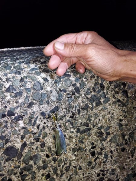 アオリイカ釣り