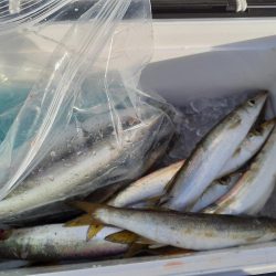 ジグサビキでゲット😆